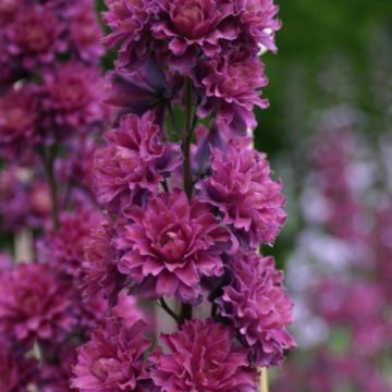 Rittersporn (Delphinium elatum ) Highlander Flamenco