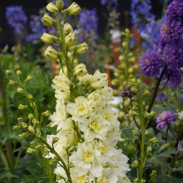 Rittersporn (Delphinium elatum ) Sherbet Lemon