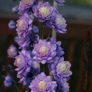 Rittersporn (Delphinium x elatum ) Highlander Bolero