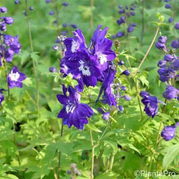 Rittersporn (Delphinium Pacific Giant) King Arthur