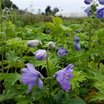 Rittersporn (Delphinium x cultorum) Magic Fountains Lavender White Bee