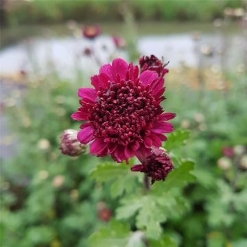 Winteraster (Dendranthema / Chrysanthemum x hortorum) Feuerzauber