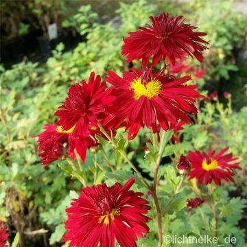 Herbst-Chrysantheme (Dendranthema ind. (x) / Chrysanthemum Ind.-Hybr.) Ceddie Mason