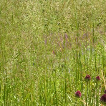 Waldschmiele (Deschampsia cespitosa ) 