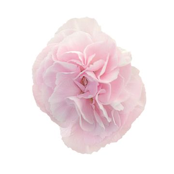 Duftende Gartennelke (Dianthus Devon Cottage) Blush