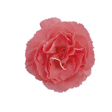 Duftende Landnelke (Dianthus caryophyllus Devon Cottage) Soft Red
