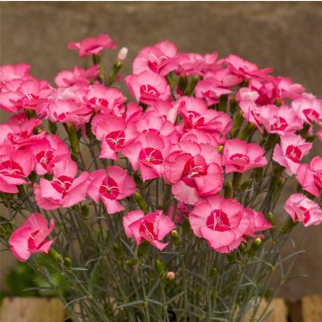 Duftende Federnelke (Dianthus plumarius) Angel of Hope