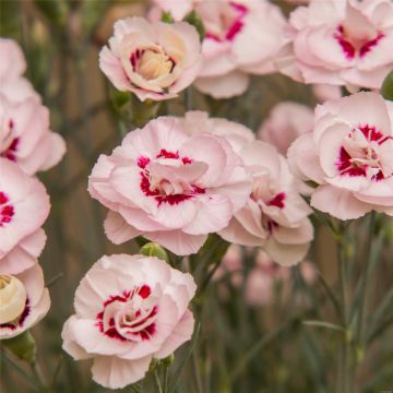 Duftende Federnelke (Dianthus plumarius) Angel of Virtue