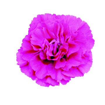 Duftende Federnelke (Dianthus pulmarius Devon Cottage) Wizard