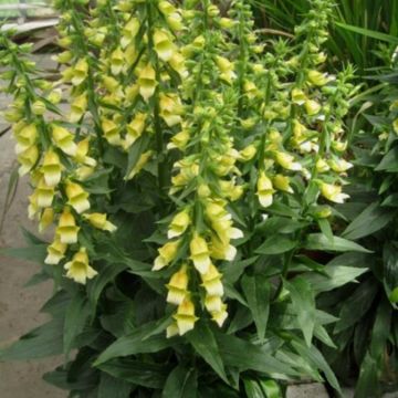 Fingerhut (Digitalis) Spice Island
