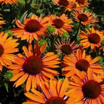 Sonnenhut (Echinacea purpurea) Orange Passion