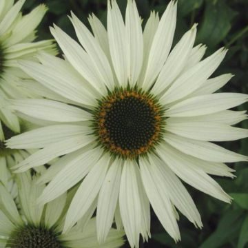 Sonnenhut (Echinacea purpurea) Virgin