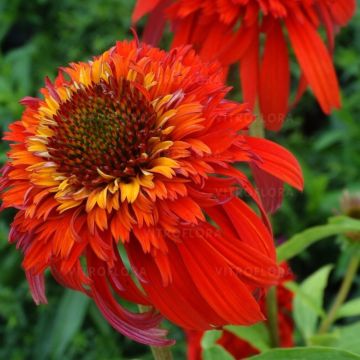 Sonnenhut (Echinacea purpurea) Hot Papaya