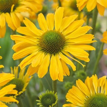 Sonnenhut (Echinacea purpurea) Yellow Passion