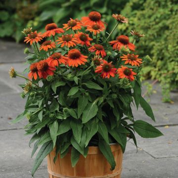 Sonnenhut (Echinacea purpurea) Sombrero® Adobe Orange