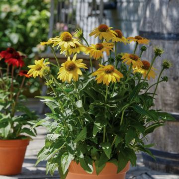 Sonnenhut (Echinacea purpurea) Sombrero® Lemon Yellow Impr.