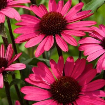 Sonnenhut (Echinacea) Summer Cloud