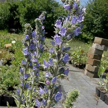 Natterkopf (Echium vulgare ) blau