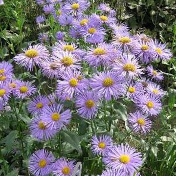 Feinstrahlaster (Erigeron hybride) Strahlenmeer