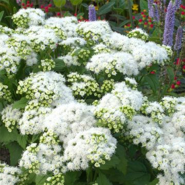 Weißer Zwerg-Gartendost (Eupatorium rugosum (Ageratina altissima)) Lucky Melody