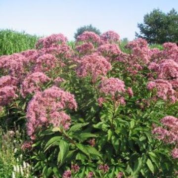 Roter Wasserdost (Eupatorium fistulosum) Riesenschirm