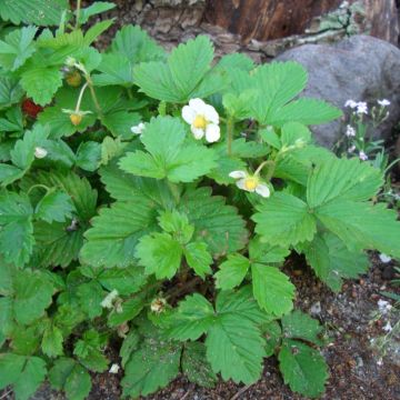 Monatserdbeere (Fragaria vesca var. semperflorens) Alexandria