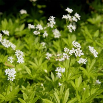 Waldmeister (Asperula odorata / Galium odoratum ) Sterntaler