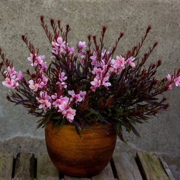 Prachtkerze (Gaura lindheimerii) Passionate Blush