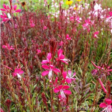 Prachtkerze (Gaura lindheimerii ) PINK DWARF