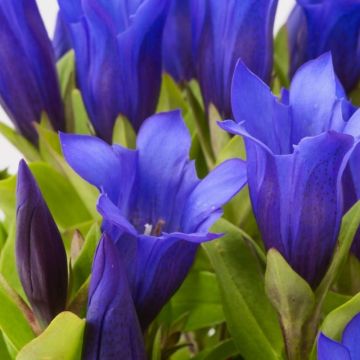 Japanischer Herbst-Enzian (Gentiana ashiro) Shine Blue