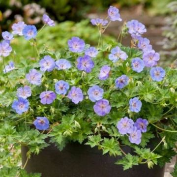 Storchschnabel (Geranium) Azure Rush