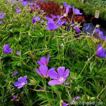 Storchschnabel (Geranium collinum-hybride) Nimbus