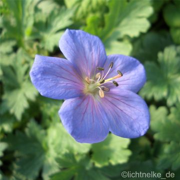 Himalaya-Storchschnabel (Geranium himalayense) Irish Blue