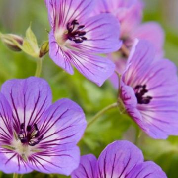 Wiesen-Storchschnabel (Geranium pratense) Havana Blues