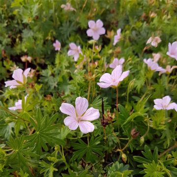 Blutroter Storchschnabel (Geranium sanguineum) Pink Pouffe
