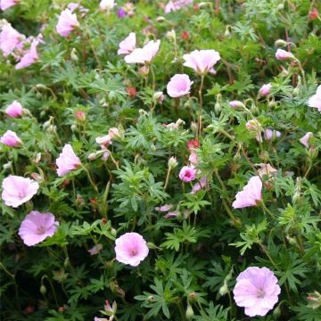 Zartrosa Storchschnabel  (Vision Hellrosa) Geranium sanguineum var. Striatum