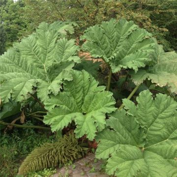 Riesen - Mammutblatt (Gunnera manicata) 