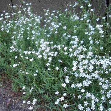 Zwergschleierkraut (Gypsophila repens ) Alba