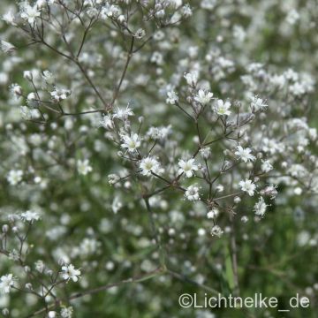 Schleierkraut (Gypsophila paniculata ) Schneeflocke 