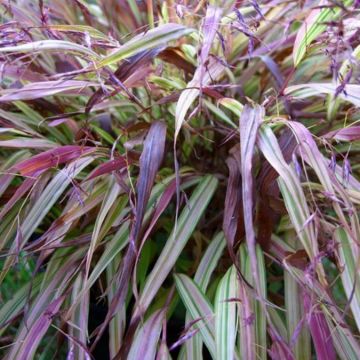 Japanisches Berggras (Hakonechloa macra) Naomi
