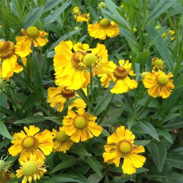 Sonnenbraut (Helenium Hybride ) Septembergold
