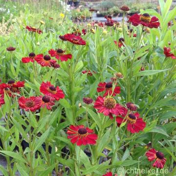 Sonnenbraut (Helenium) INDIANERSOMMER
