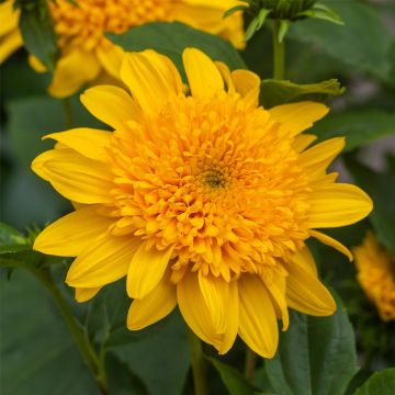 Stauden-Sonnenblume (Helianthus) Double Whammy