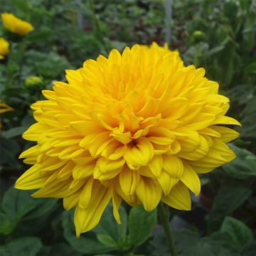 Stauden-Sonnenblume (Helianthus x multiflorus) Sunshine Daydream