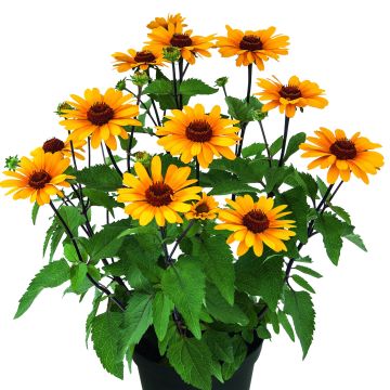 Sonnenauge (Heliopsis helianthoides) Punto Rosso
