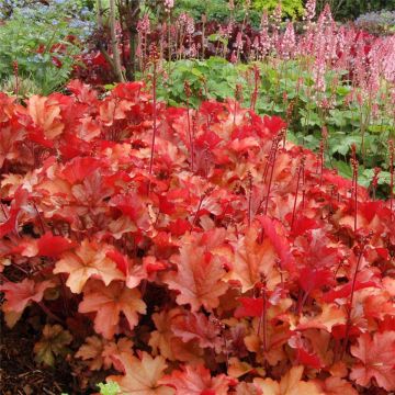 Purpurglöckchen (Heuchera micrantha ) Peach Flambé