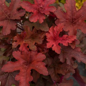 Schaumglöckchen (Heucherella) Red Rover