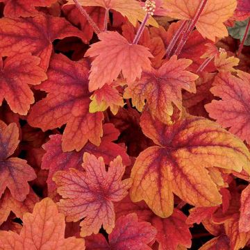 Schaumglöckchen  (Heucherella ) Sweet Tea