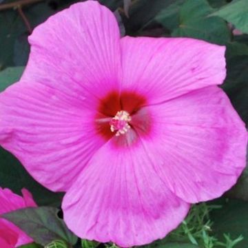 Riesen-Hibiskus (Hibiscus moscheutos) Royal Gems