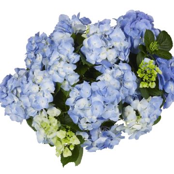 Ball-Hortensie (Hydrangea macrophylla) Baby Blue